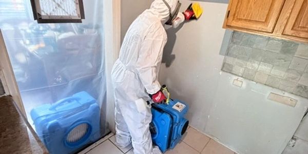 Mold remediation professional cleanup